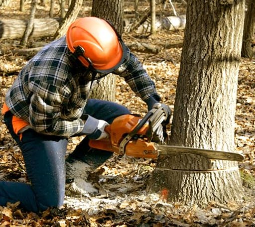 Tree Removal in Whiting, ME
